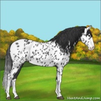 Horse Color:Blue Roan Splash Appaloosa 