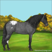 Horse Color:Blue Roan Blanket 