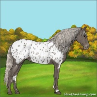 Horse Color:Silver Blue Roan Appaloosa