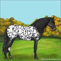 Horse Color:Blue Roan Appaloosa 