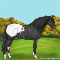 Horse Color:Blue Roan Snowcap 