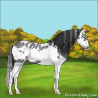 Horse Color:White Spotted Blue Roan Splash Frame Appaloosa 