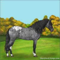 Horse Color:Blue Roan Appaloosa