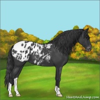 Horse Color:Blue Roan Appaloosa 