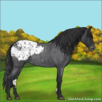 Horse Color:Blue Roan Appaloosa 