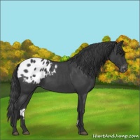 Horse Color:Blue Roan Appaloosa Rabicano