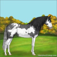 Horse Color:Blue Roan Splash Frame Varnish 