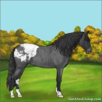 Horse Color:Blue Roan Varnish 