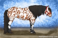 Horse Color:Bay Near Leopard 