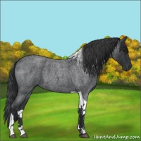 Horse Color:Blue Roan Tobiano