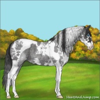 Horse Color:Blue Roan Splash Tobiano 