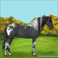 Horse Color:Blue Roan Tobiano 