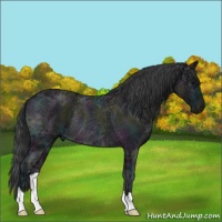 Horse Color:Midnight Blue Ice Roan Rabicano 