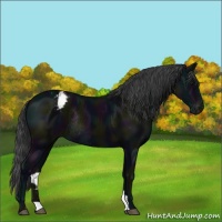 Horse Color:Midnight Black Varnish Rabicano