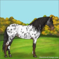 Horse Color:Liver Red Roan Appaloosa 
