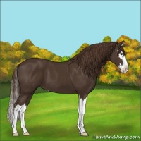 Horse Color:Liver Chestnut Sabino Splash 