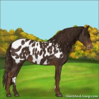 Horse Color:Liver Chestnut Appaloosa