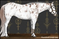 Horse Color:Chestnut Sabino Near Leopard 