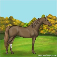 Horse Color:Liver Red Dun 