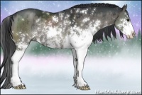 Horse Color:Grullo Sabino Rabicano 