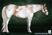 Horse Color:White Spotted Silver Bay 