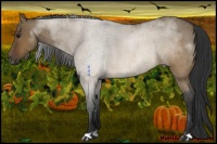 Horse Color:Brown Roan Dun 