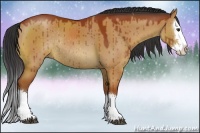 Horse Color:Bay Dun Sabino Splash Rabicano Brindle