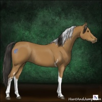 Horse Color:Buckskin Tobiano Rabicano