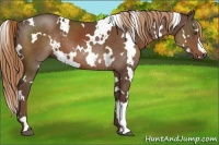 Horse Color:White Spotted Liver Chestnut