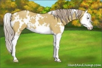 Horse Color:White Spotted Chocolate Palomino Dun Splash 