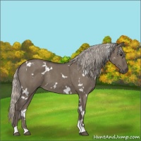 Horse Color:White Spotted Silver Grullo 