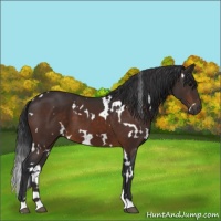 Horse Color:White Spotted Brown 