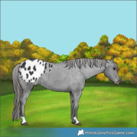 Horse Color:Black Appaloosa