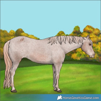Horse Color:Chestnut Appaloosa