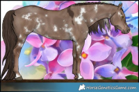 Horse Color:White Spotted Liver Red Dun 