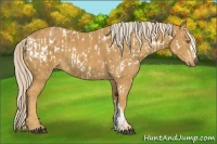 Horse Color:Palomino Appaloosa and Palomino