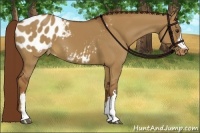 Horse Color:Red Dun Appaloosa