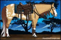 Horse Color:Chocolate Bay Dun Splash Appaloosa Brindle 