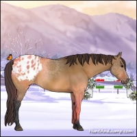 Horse Color:Bay Dun Appaloosa 