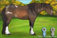 Horse Color:Buckskin Blanket  and Buckskin 