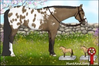 Horse Color:Liver Red Dun Appaloosa Brindle