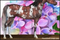 Horse Color:Plaid  White Spotted Brown Dun 