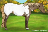 Horse Color:Liver Red Dun Near Fewspot Rabicano Brindle