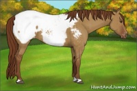 Horse Color:Red Dun Appaloosa Brindle 