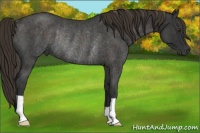 Horse Color:Liver Red Roan Rabicano 