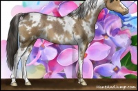 Horse Color:White Spotted Liver Red Dun 