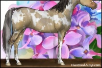Horse Color:White Spotted Liver Red Dun 