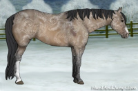Horse Color:Brown Ice Dun