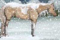 Horse Color:Silver Bay Ice Dun Tobiano 