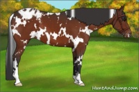 Horse Color:White Spotted Brown Appaloosa 